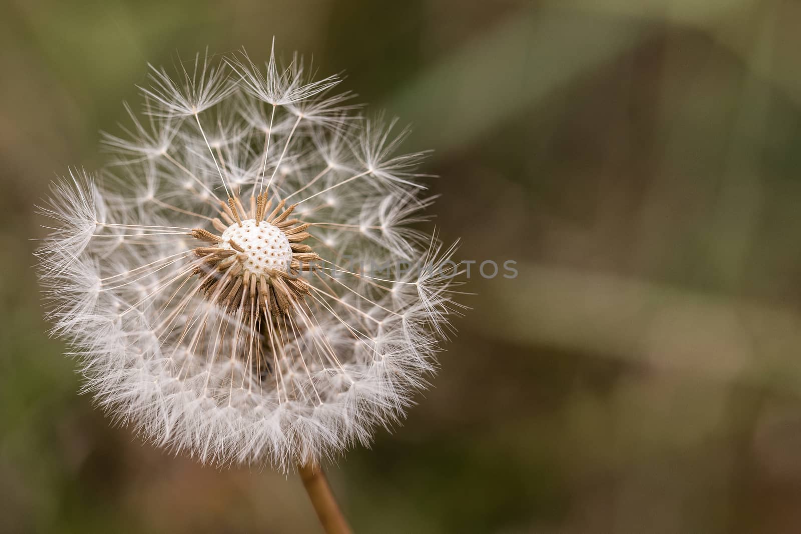 dandelion in nature by compuinfoto