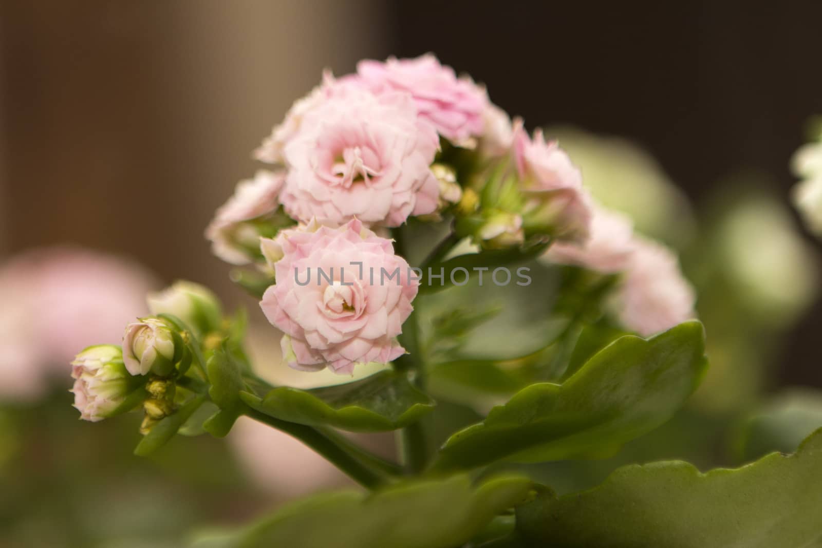 rose flower as closeup with green leaves 