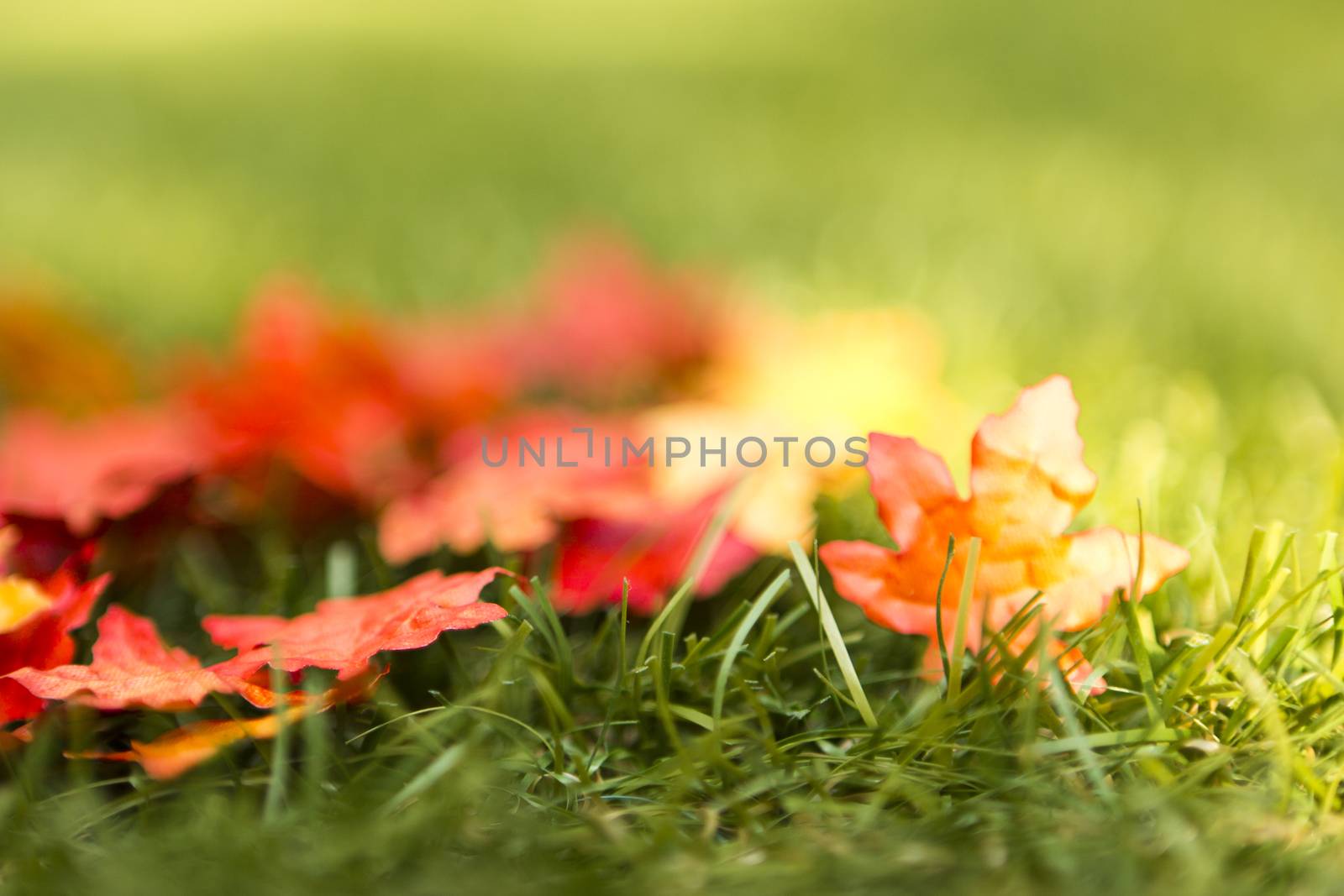 colorful leaves, autumn on a green meadow 