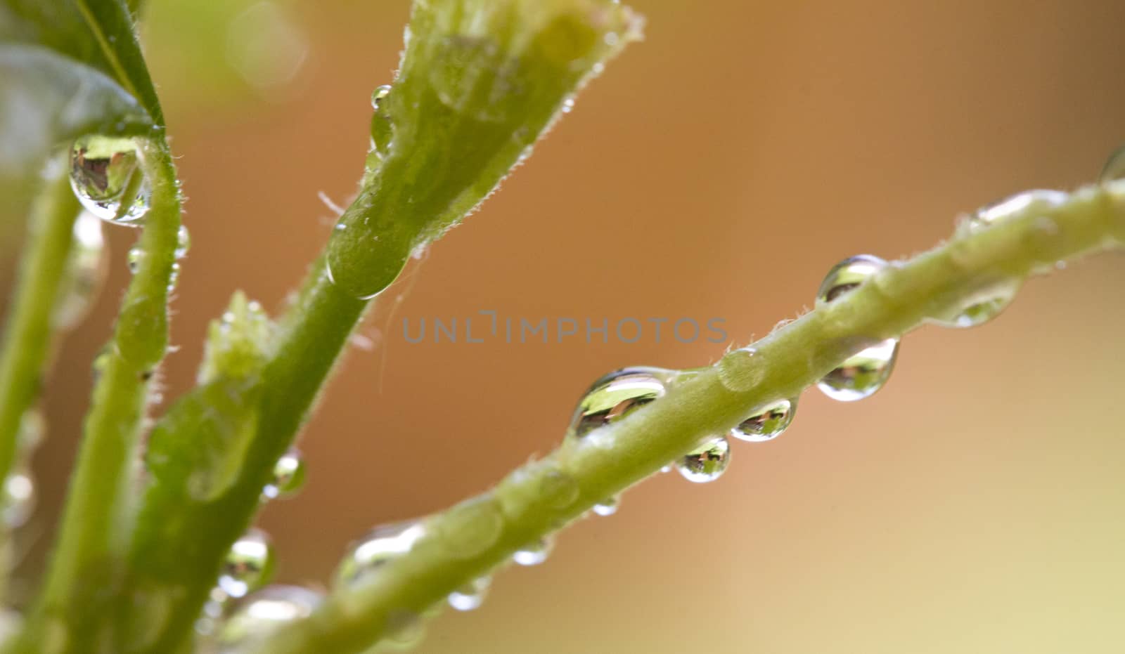 water on plant by Tomjac1980