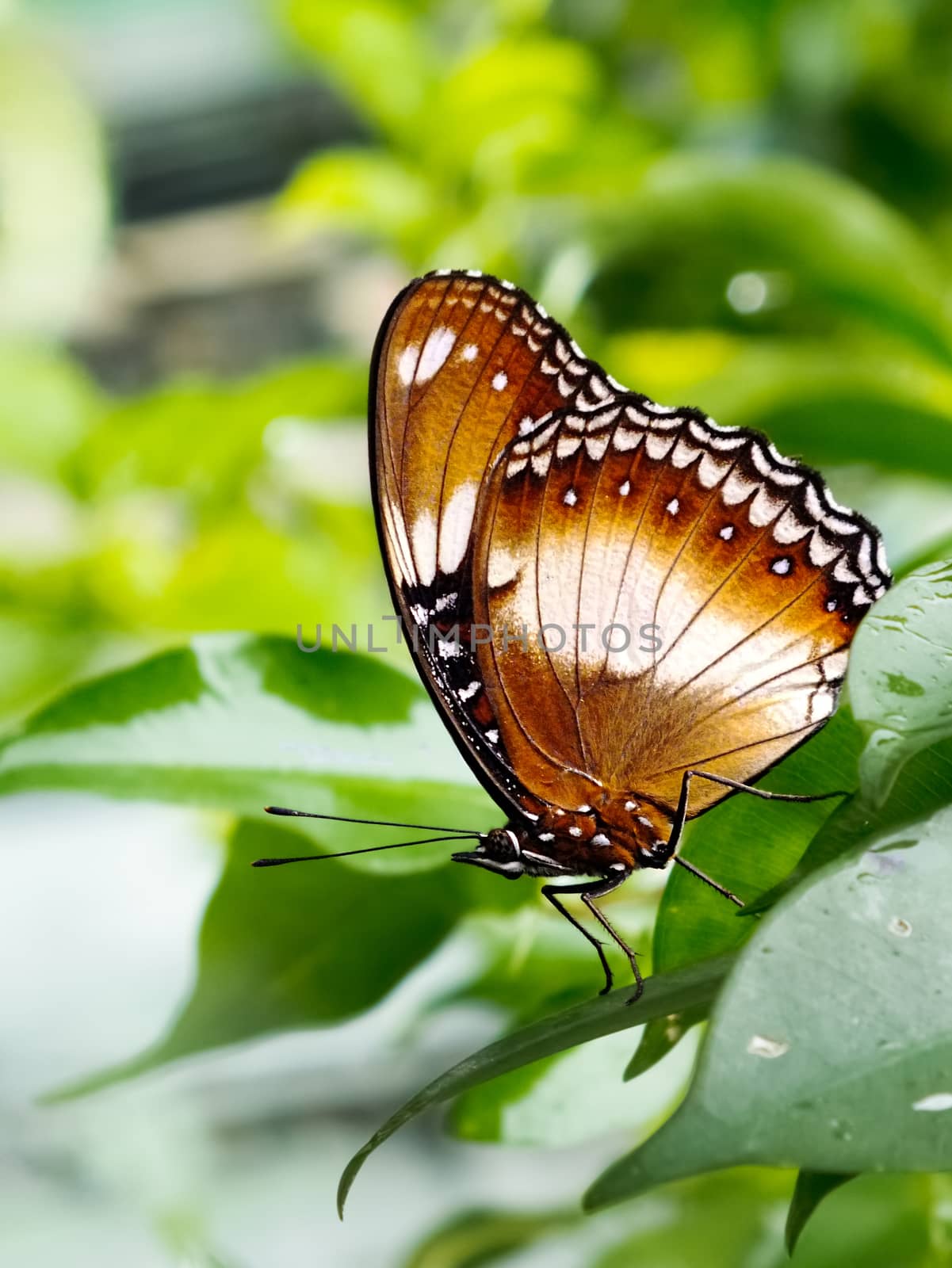 A beautiful butterfly (Hypolimnas bolina) resting on weeping fig leaves on rainy day. This butterfly also known as Blue Moon Butterfly or Common Eggfly