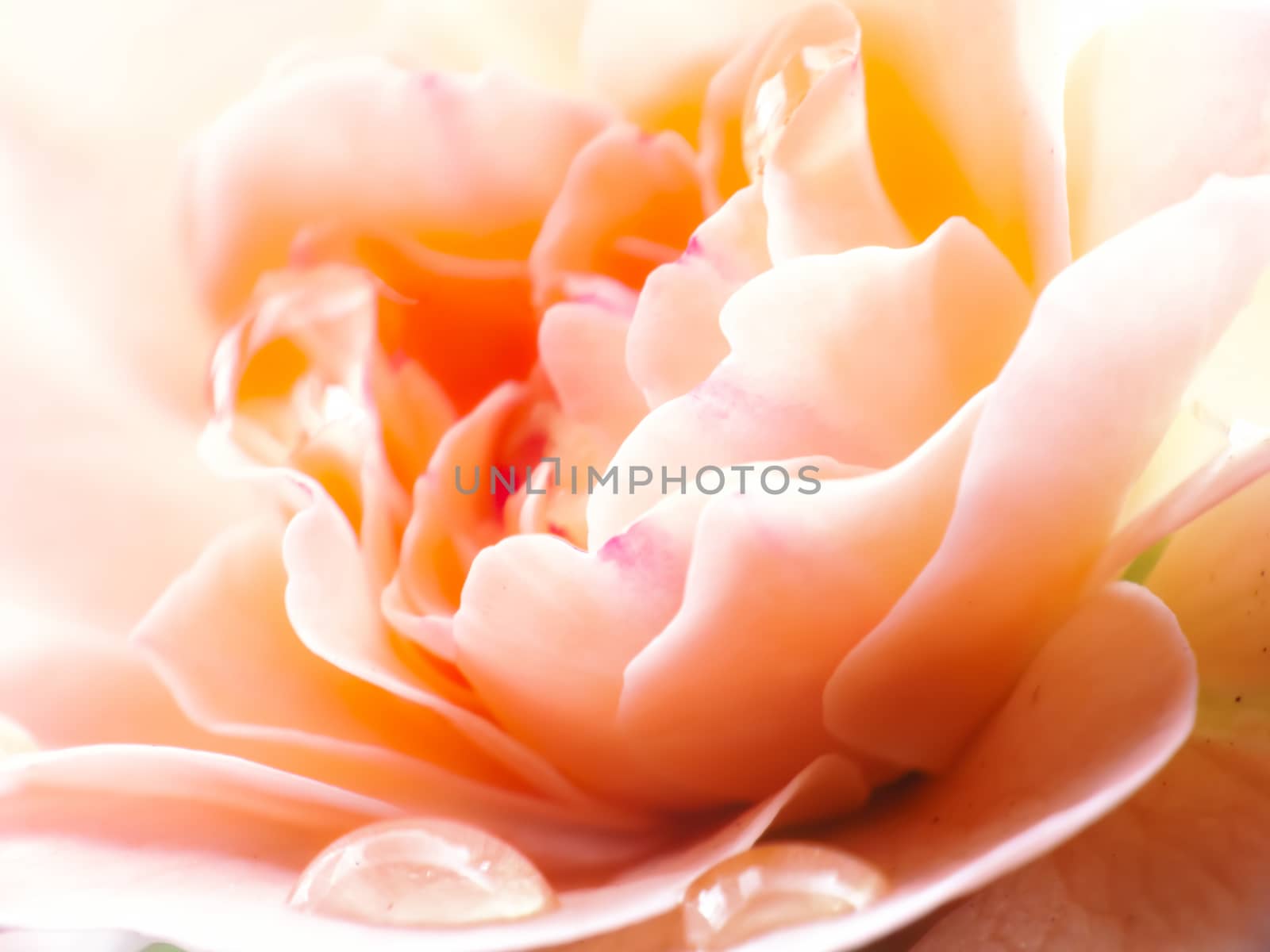 Close up photo of a beautiful pink rose with water drop which symbolizing love, romance and freshness. It is a romantic picture for valentines day.