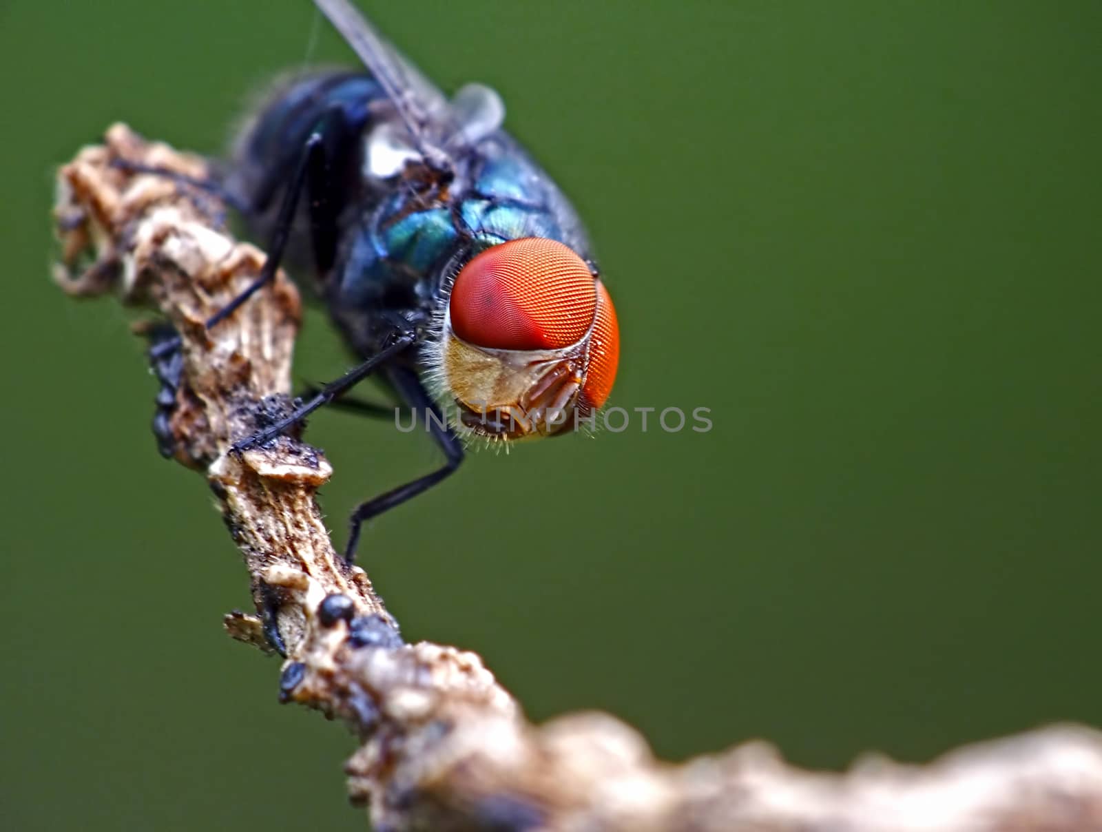 Fly Chrysomya megacephala male sitting on dead branch