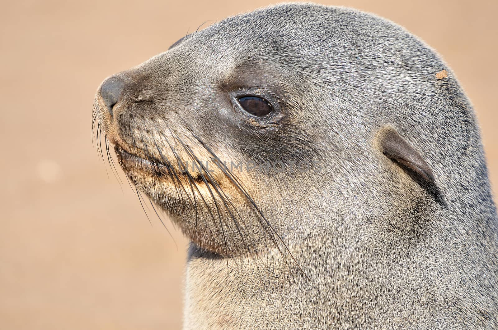 Cape Fur Seal pup at Cape Cross in Namibia

