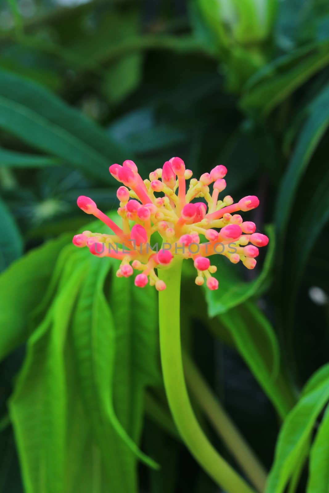 It is the just buding of Jatropha podagrica.Small and have dark pink colour.