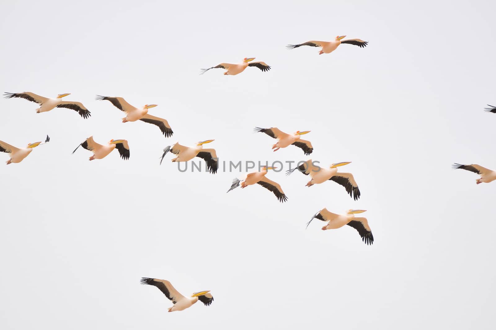 Great white pelicans in formation at Walvisbay, Namibia
