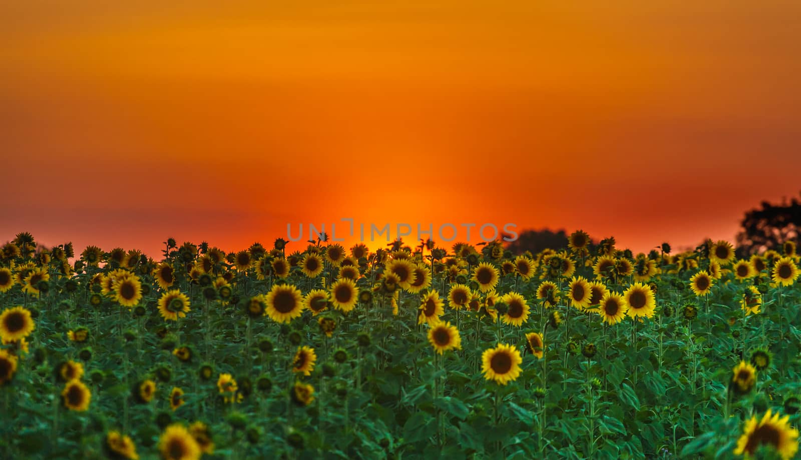 Field of sunflowers on a background of red sky.