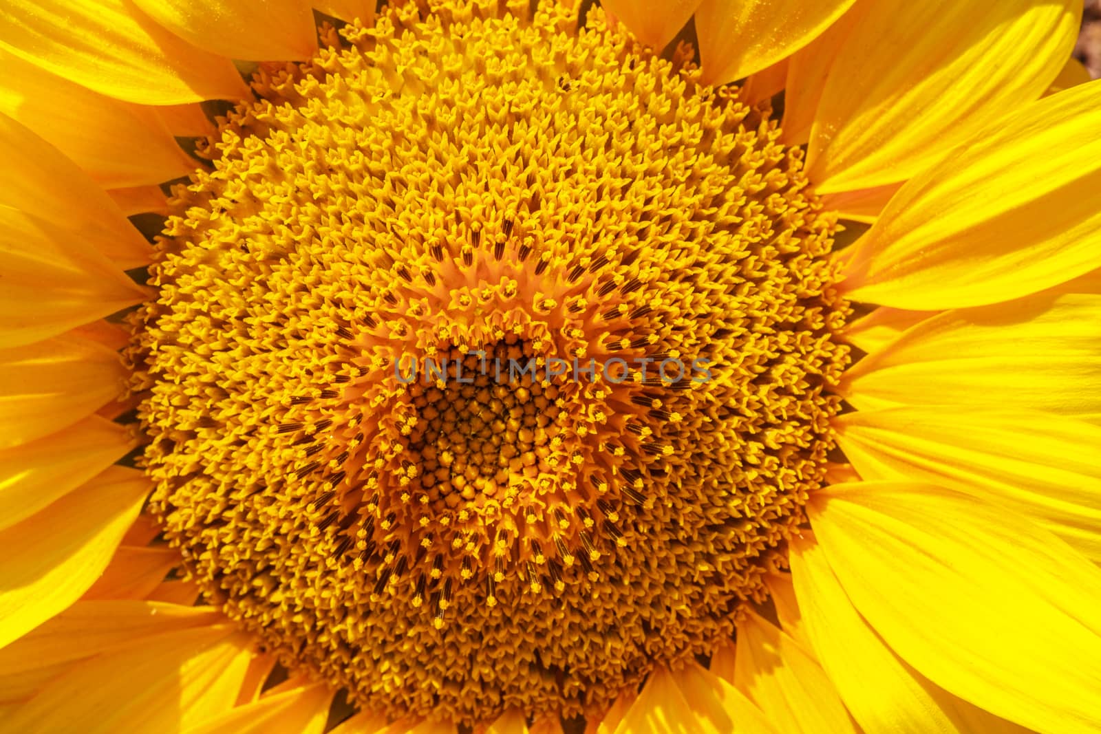 Flower of sunflower by fogen