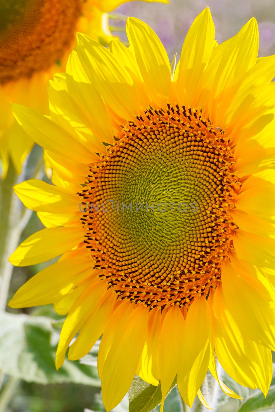 Flower of sunflower close-up
