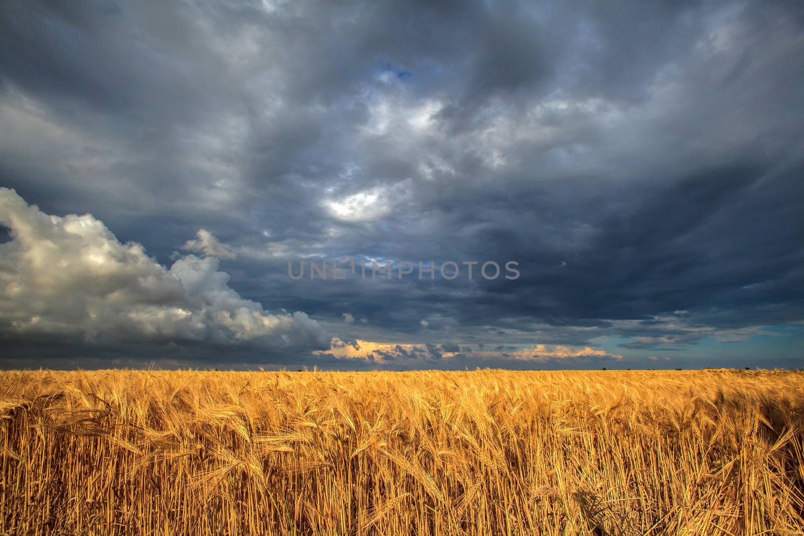 field of ripe wheat on a background of a stormy sky