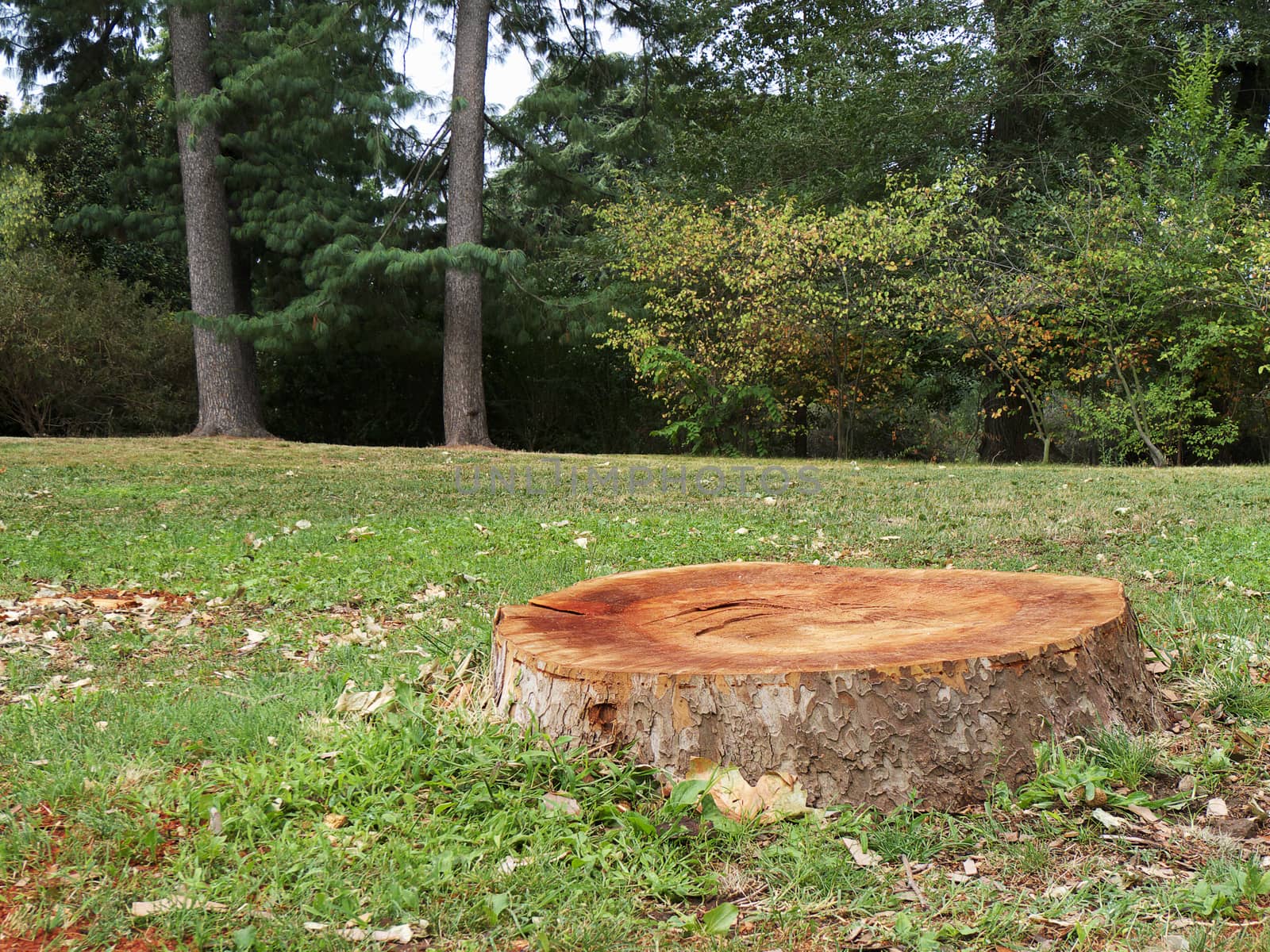 Deforestation concept with a tree stump in a green forest.