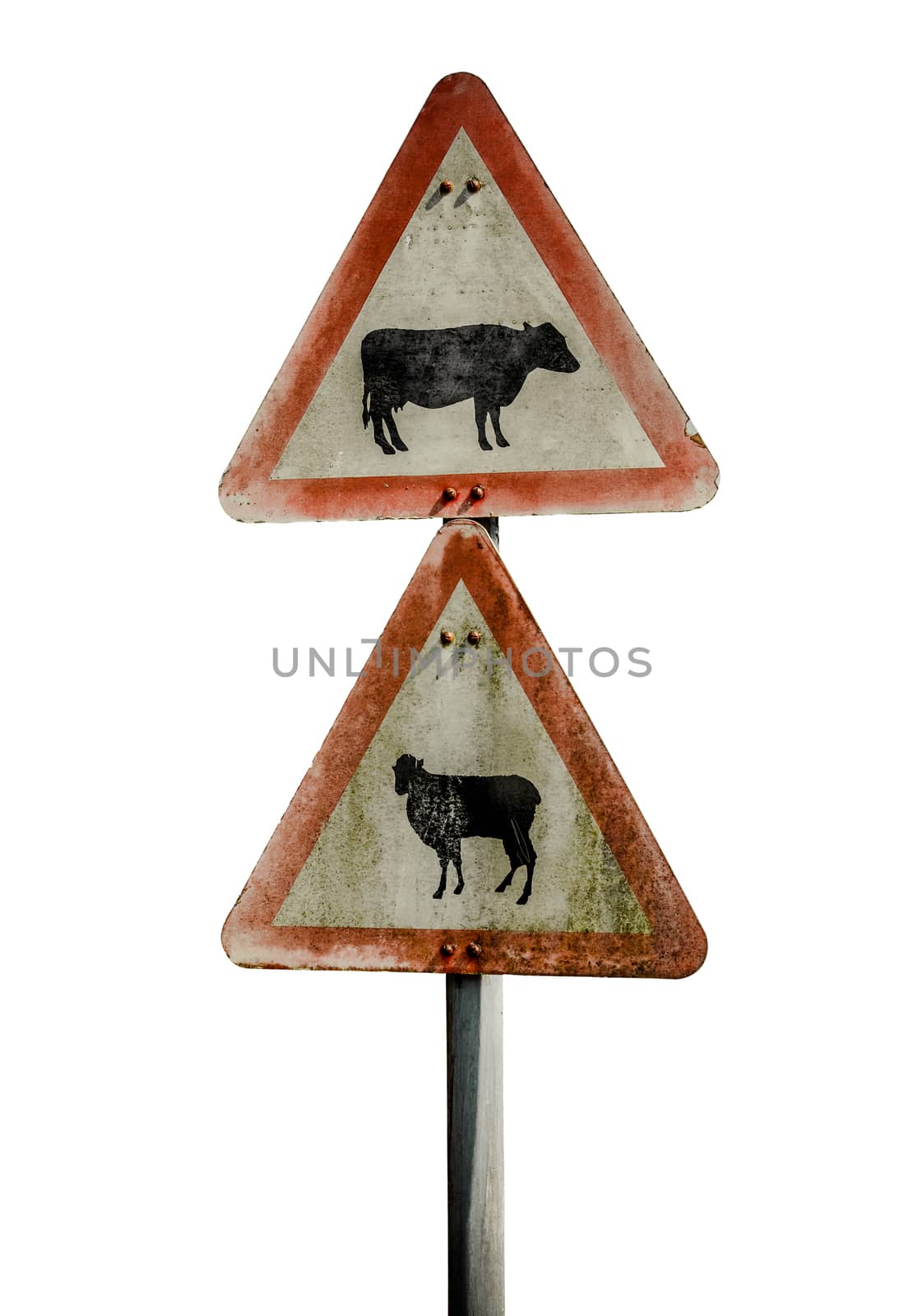 Grungy UK Warning Sign For Cattle And Sheep