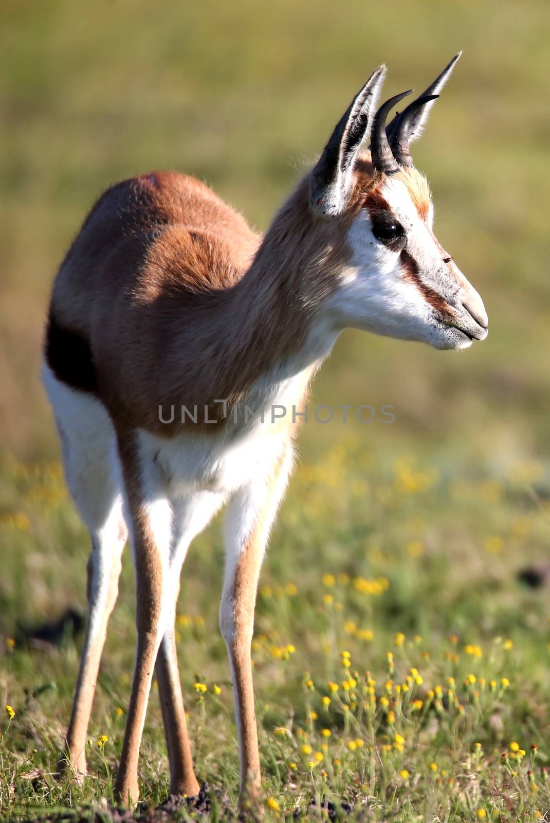 Springbuck Antelope by fouroaks