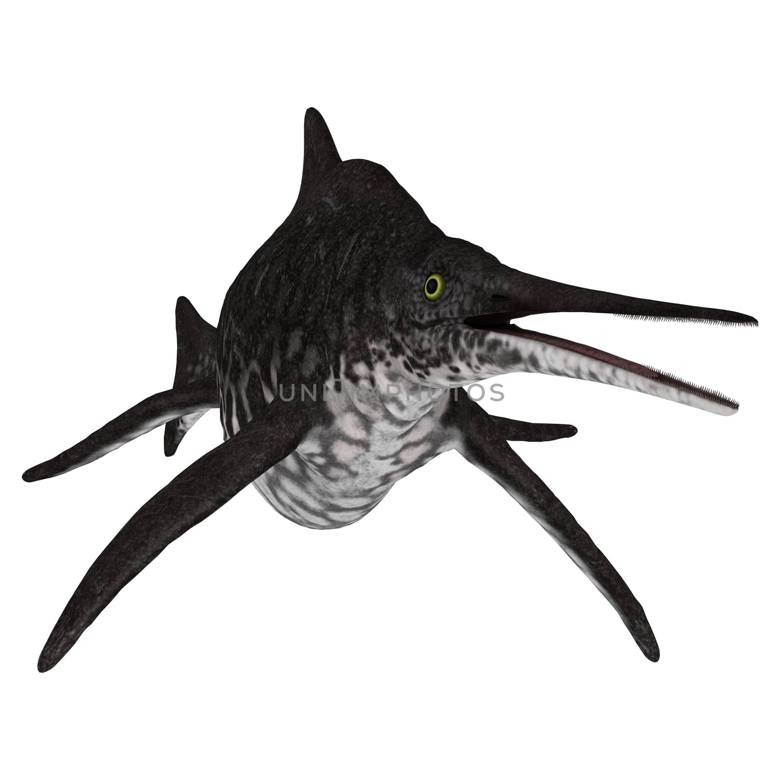 3D digital render of an ichthyosaur shonisaurus isolated on white background