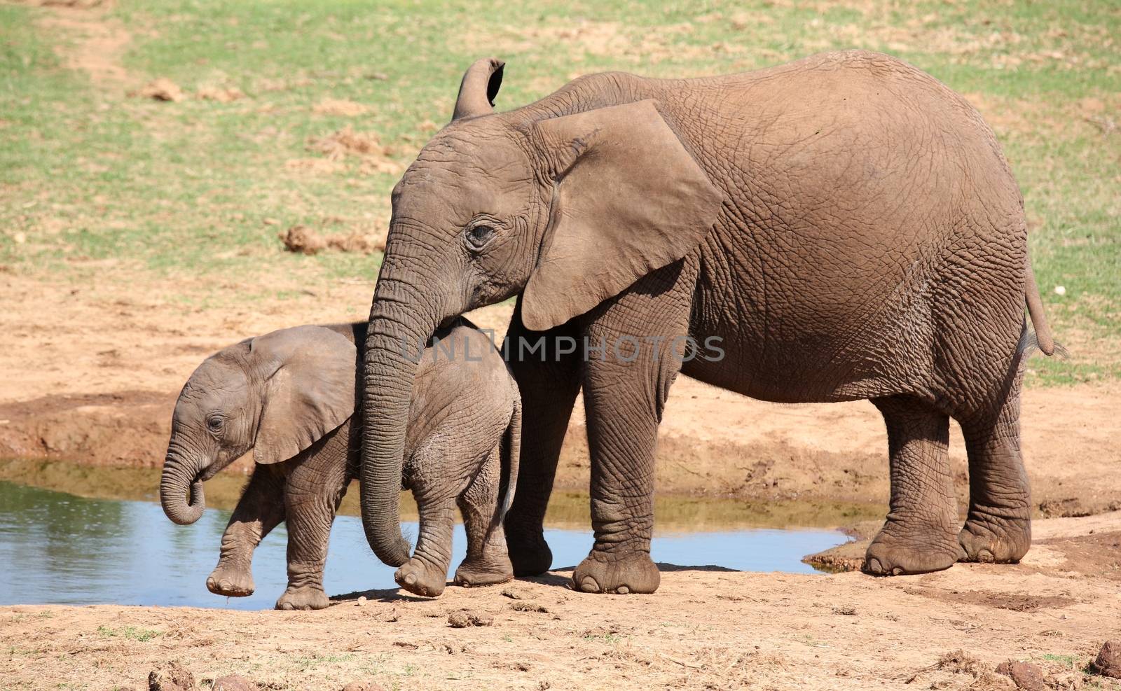Two young African elephants at the water hole