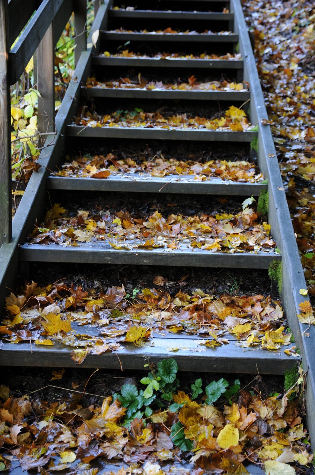 Workout stairs in october with leaves