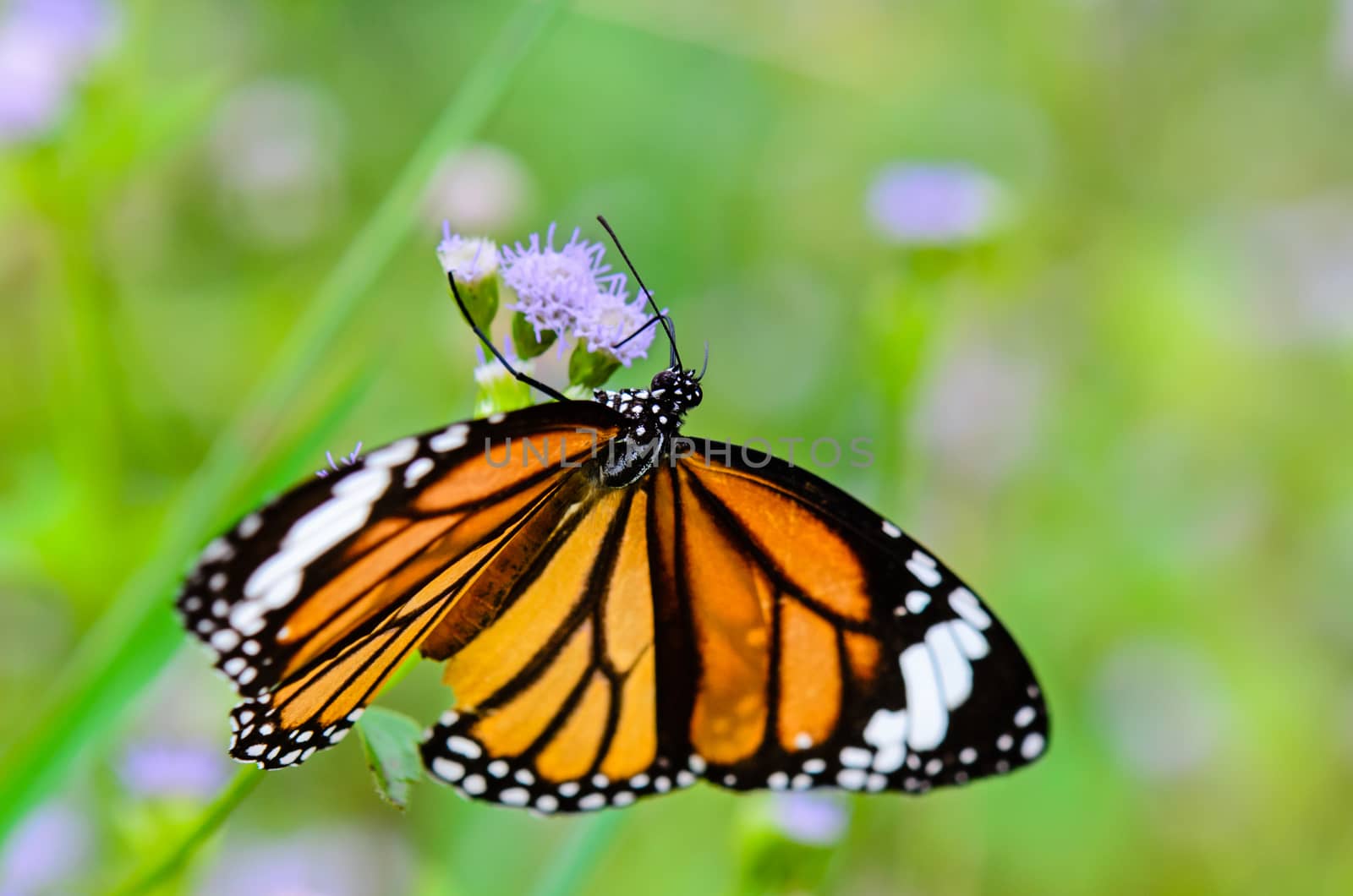 Common Tiger or Danaus genutia, Close up butterfly yellow black pattern are eating nectar on flowers