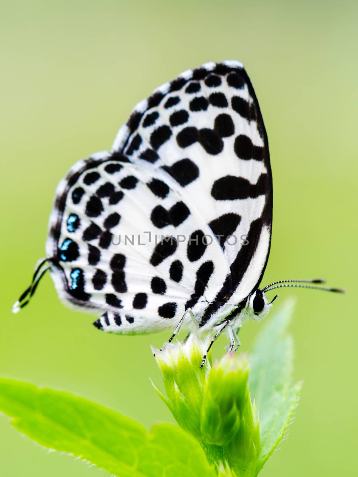 Close up small white butterfly with black spots on the flower of grass, Common Pierrot or Castalius rosimon