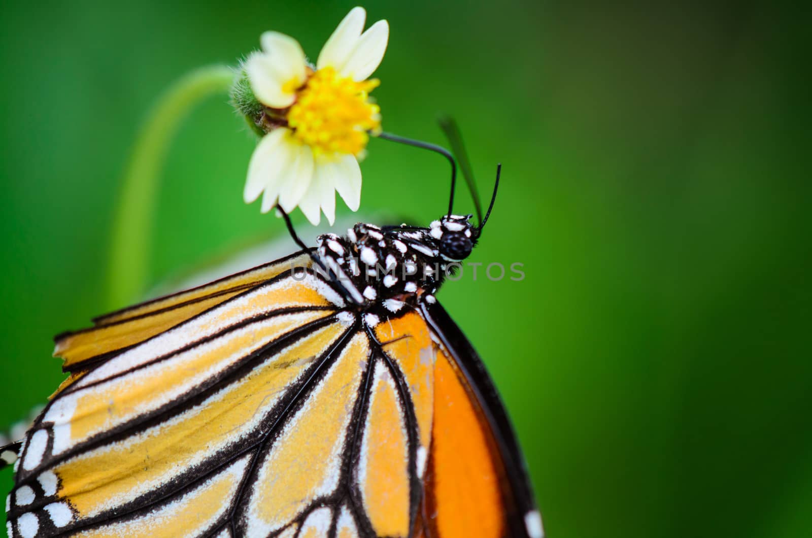 Common Tiger or Danaus genutia, Close up butterfly yellow black pattern are eating nectar on flowers