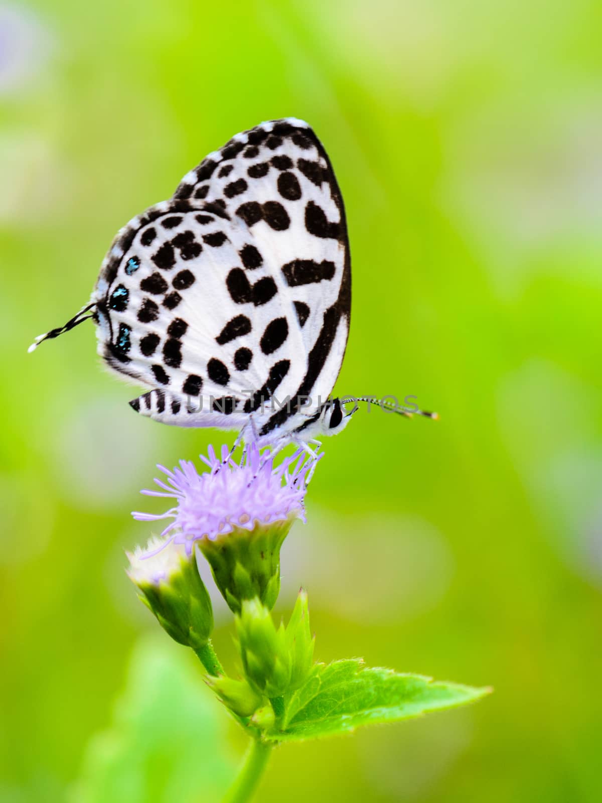Close up small white butterfly with black spots on the flower of grass, Common Pierrot or Castalius rosimon