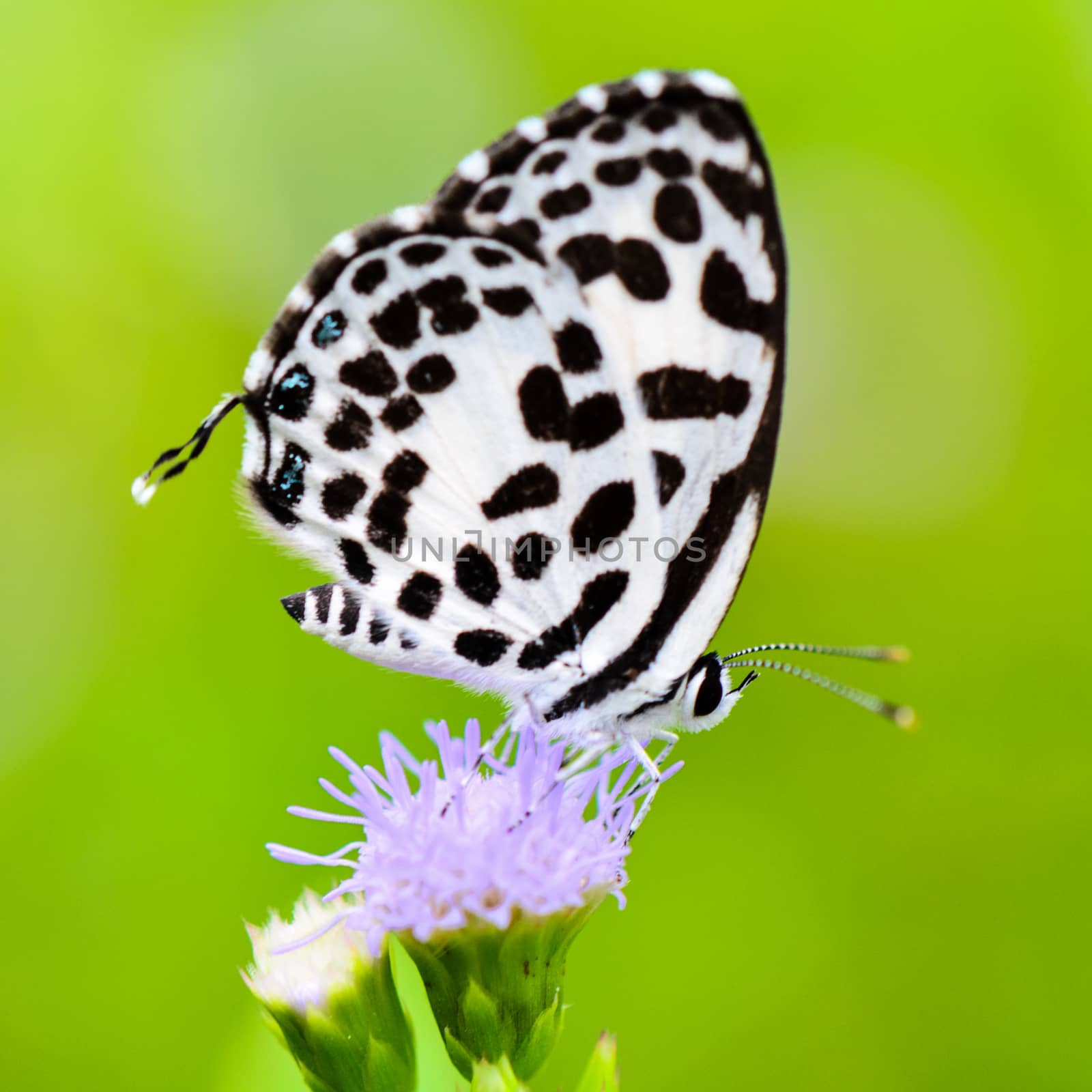 Close up small white butterfly with black spots on the flower of grass, Common Pierrot or Castalius rosimon