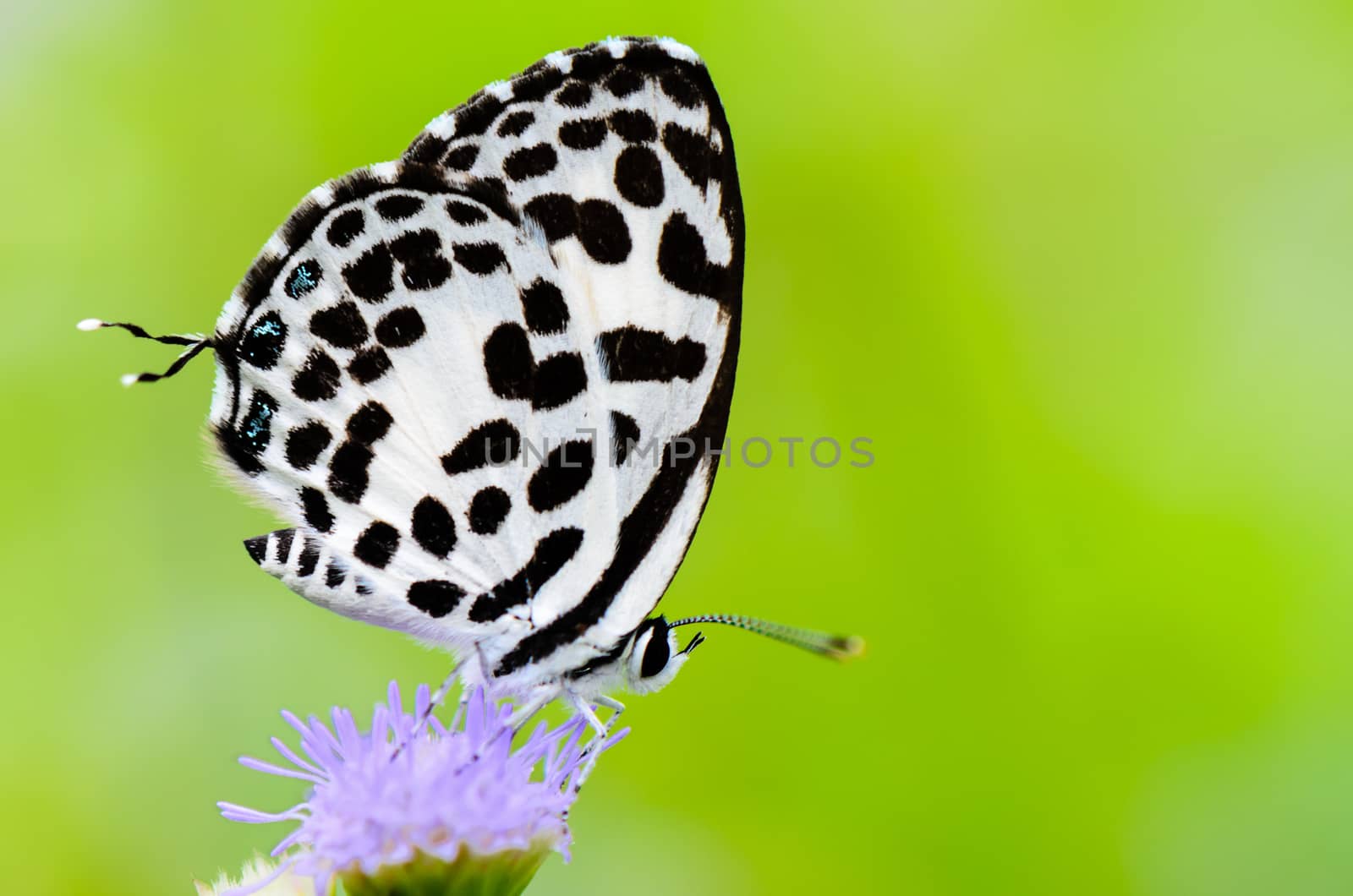 Close up small white butterfly with black spots on the flower of grass, Common Pierrot or Castalius rosimon