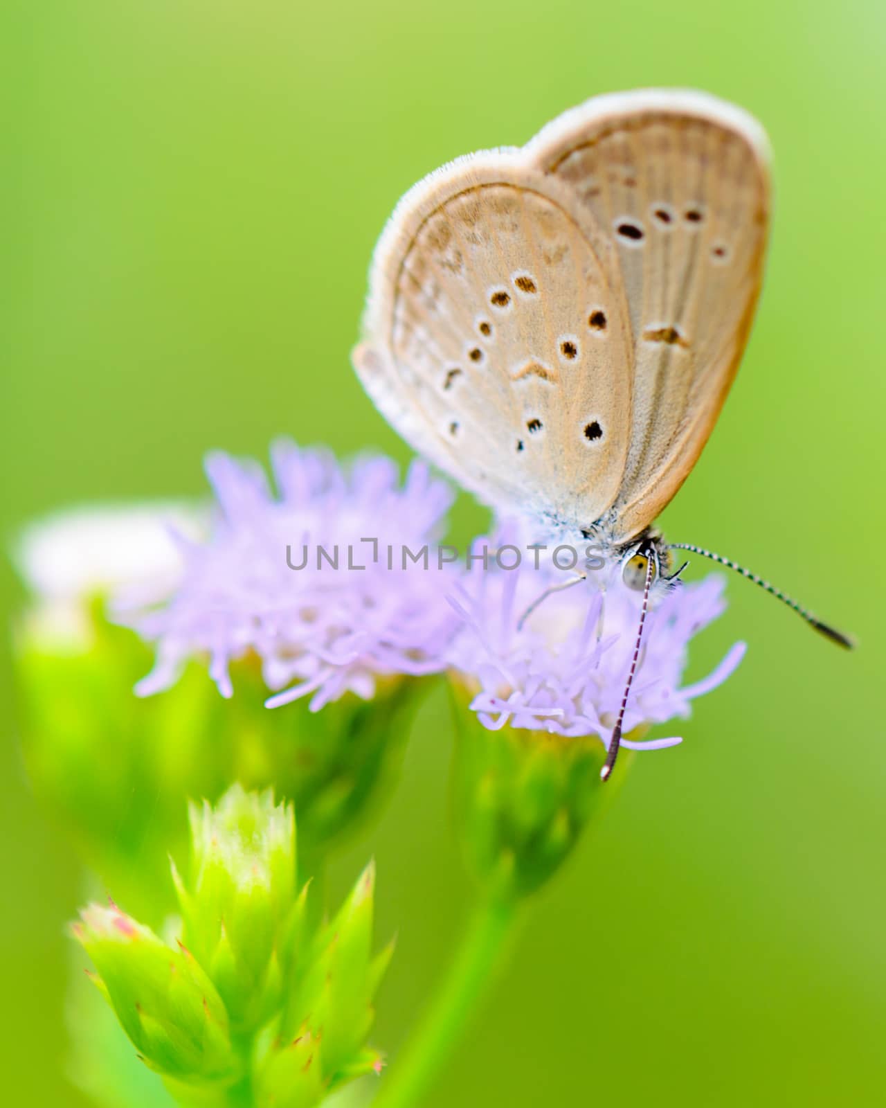 Close up small brown butterfly eating the nectar on flower of grass, One of the smallest butterflies in the world, Tiny Grass Blue or Zizula hylax hylax