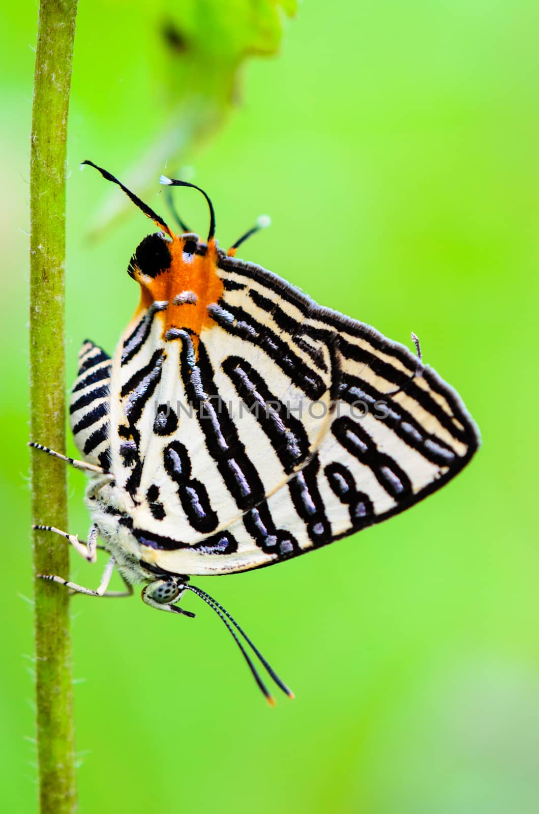Close up white butterfly with black stripes tail orange, Club Silverline or Spindasis syama terana