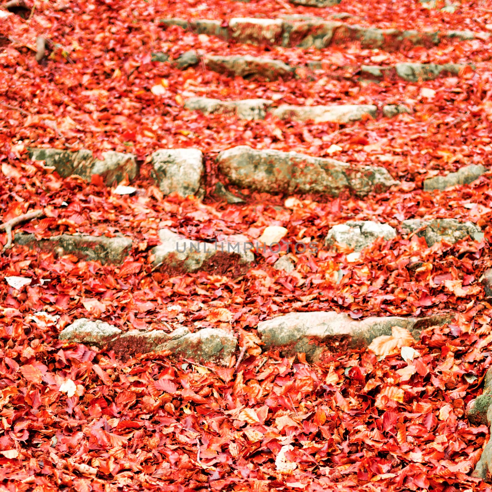 details of colors in autumn season at the park