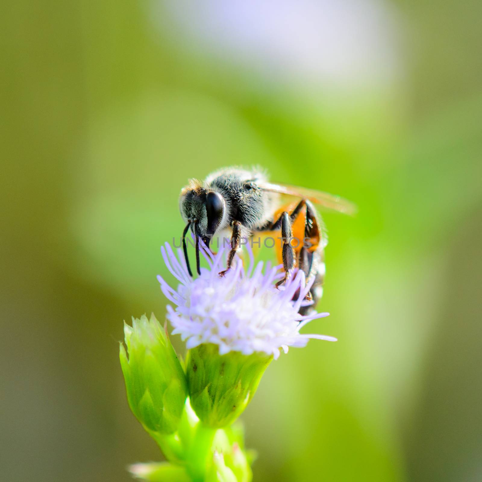 Small bee eating nectar on blue flower of Goat Weed in meadow of Thailand