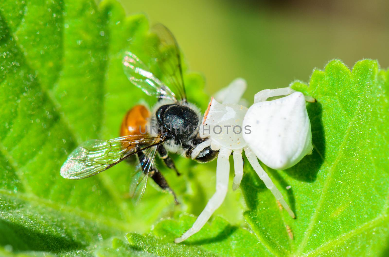 White Crab Spider has almost translucent head and legs catch bees and eat 