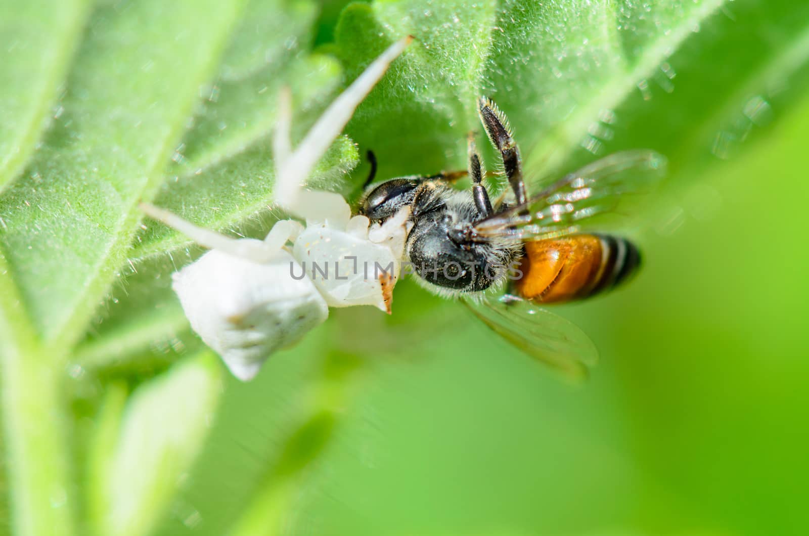 White Crab Spider has almost translucent head and legs catch bees and eat 