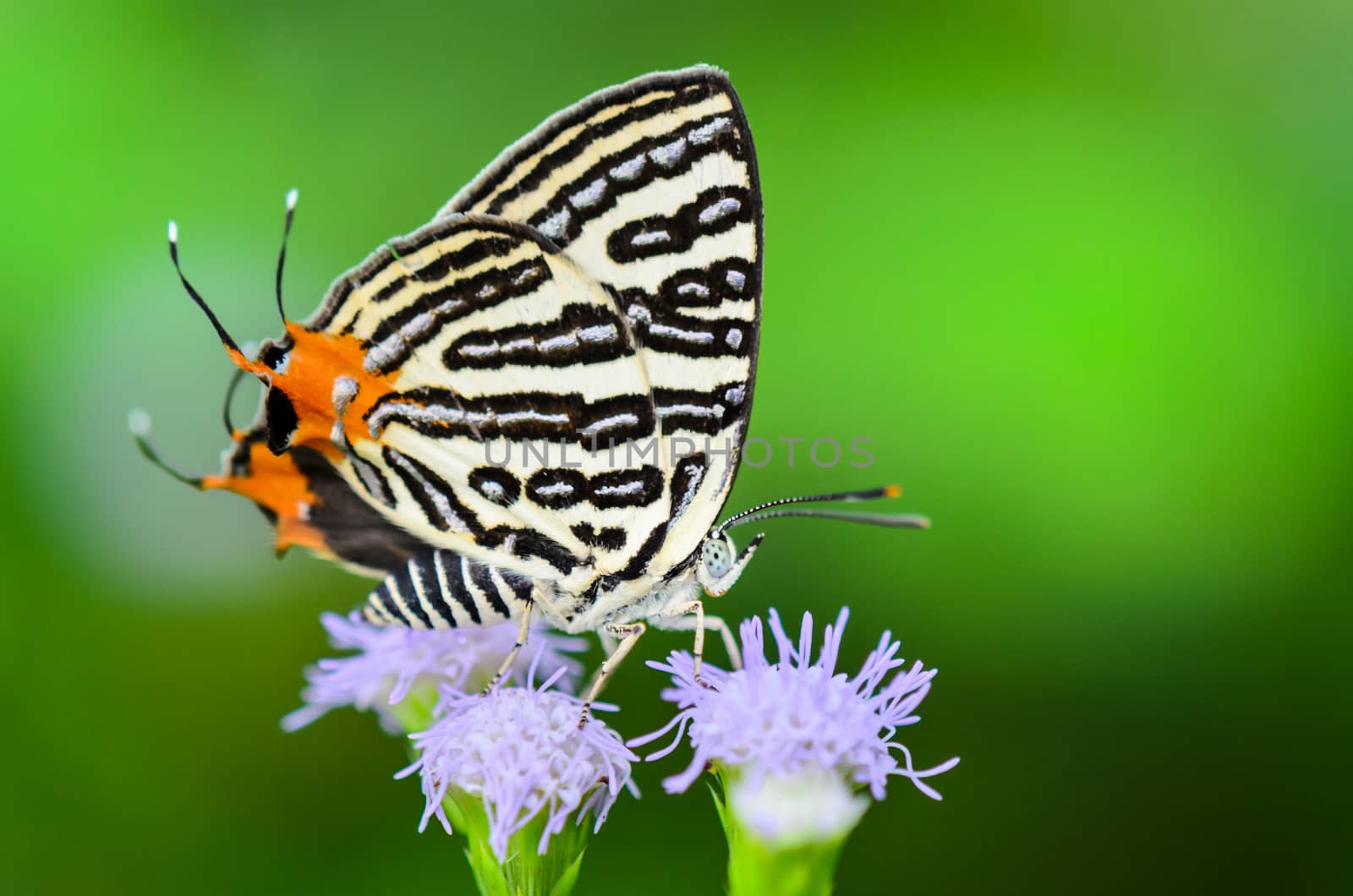 Close up white butterfly with black stripes and tail orange eating nectar on the flowers of grass in Thailand, Club Silverline or Spindasis syama terana