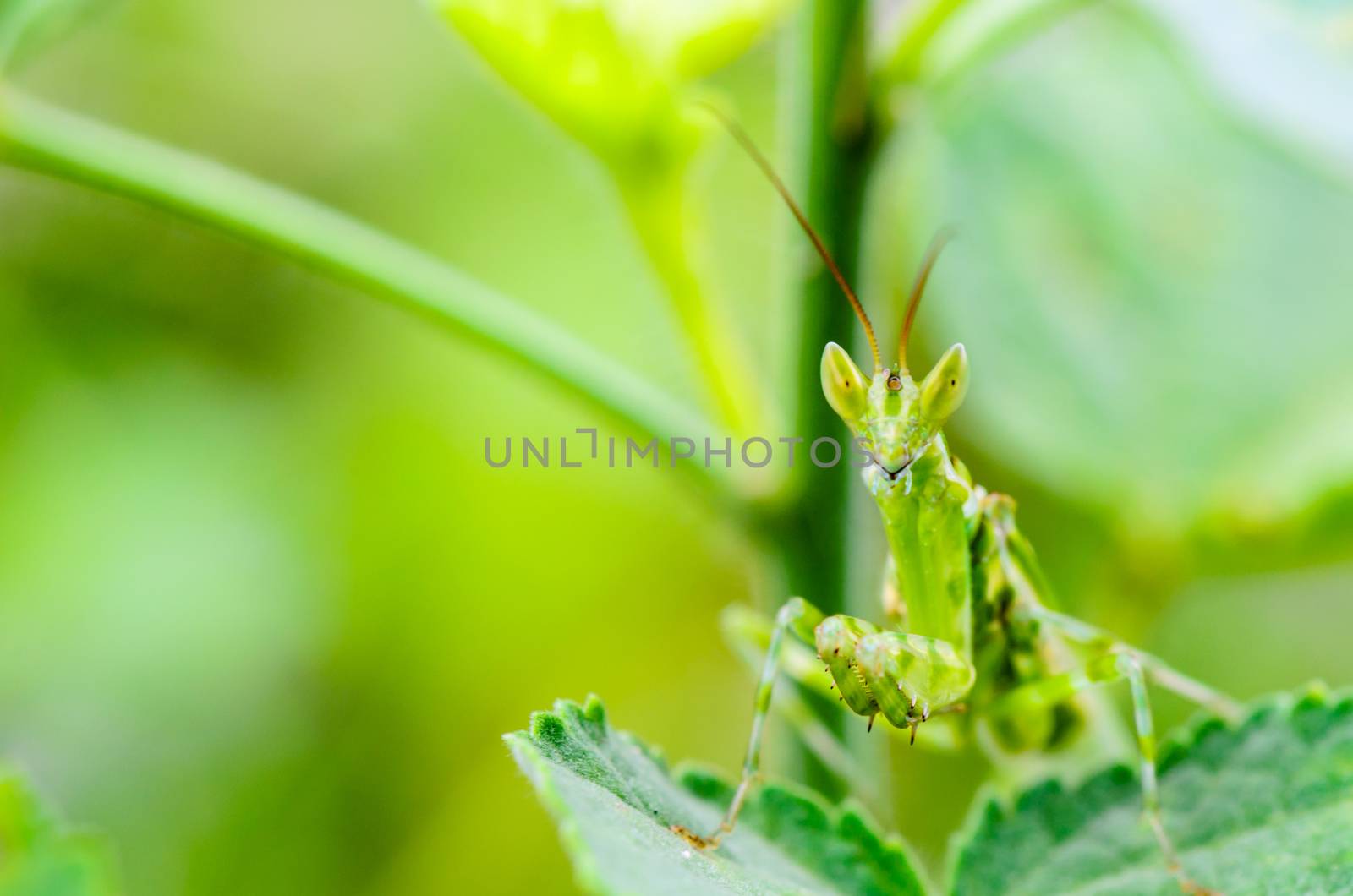 Creobroter Gemmatus, Jeweled Flower Mantis or Indian Flower Mantis on plant leaf