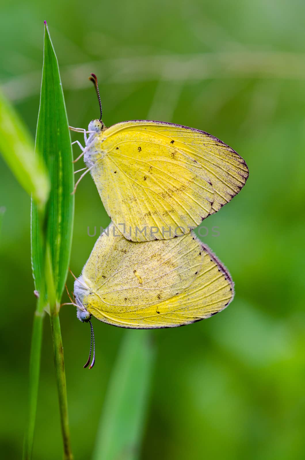 Common Grass Yellow or Eurema Hecabe butterfly mating in meadow