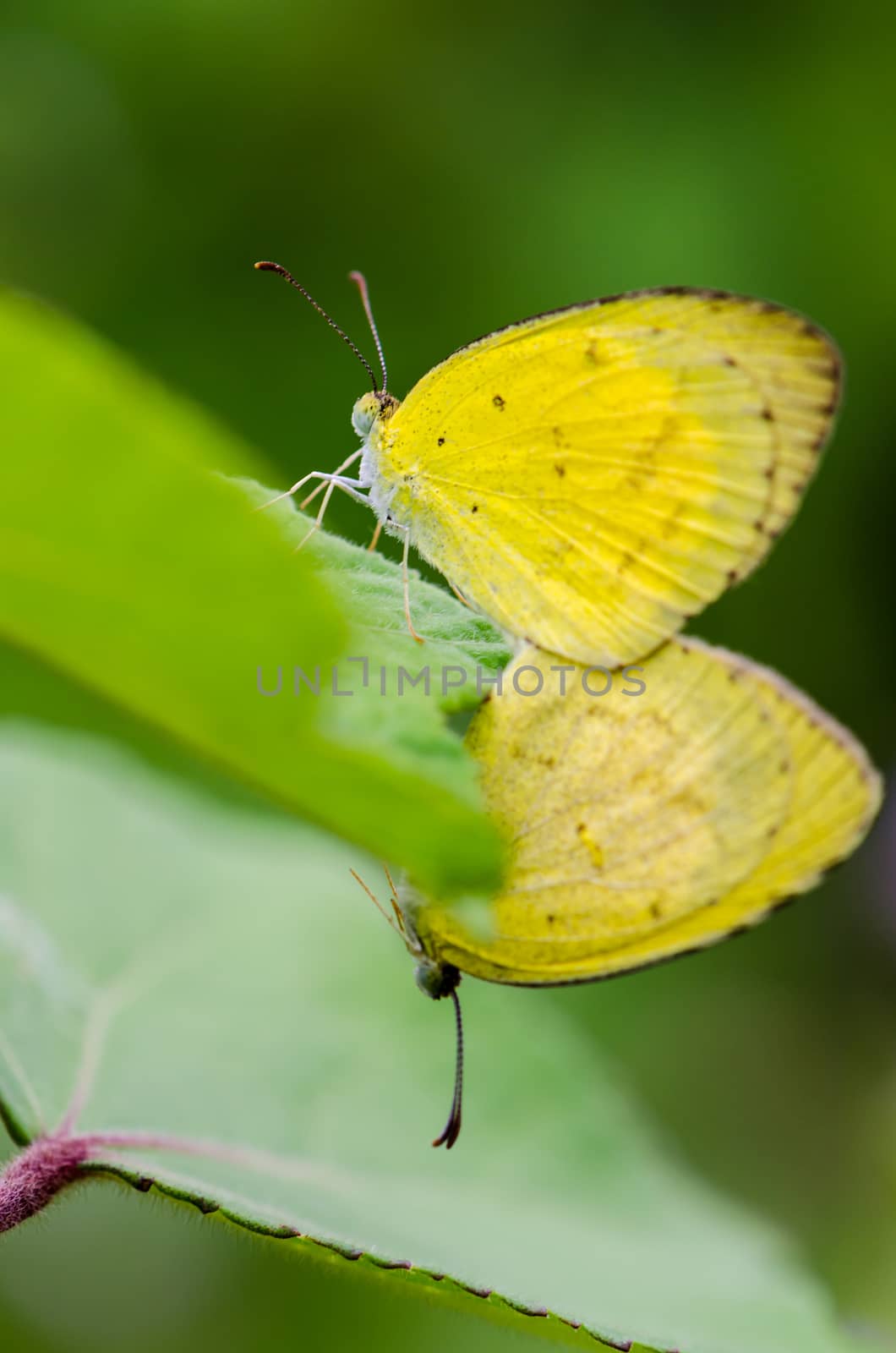 Common Grass Yellow or Eurema Hecabe butterfly mating in meadow