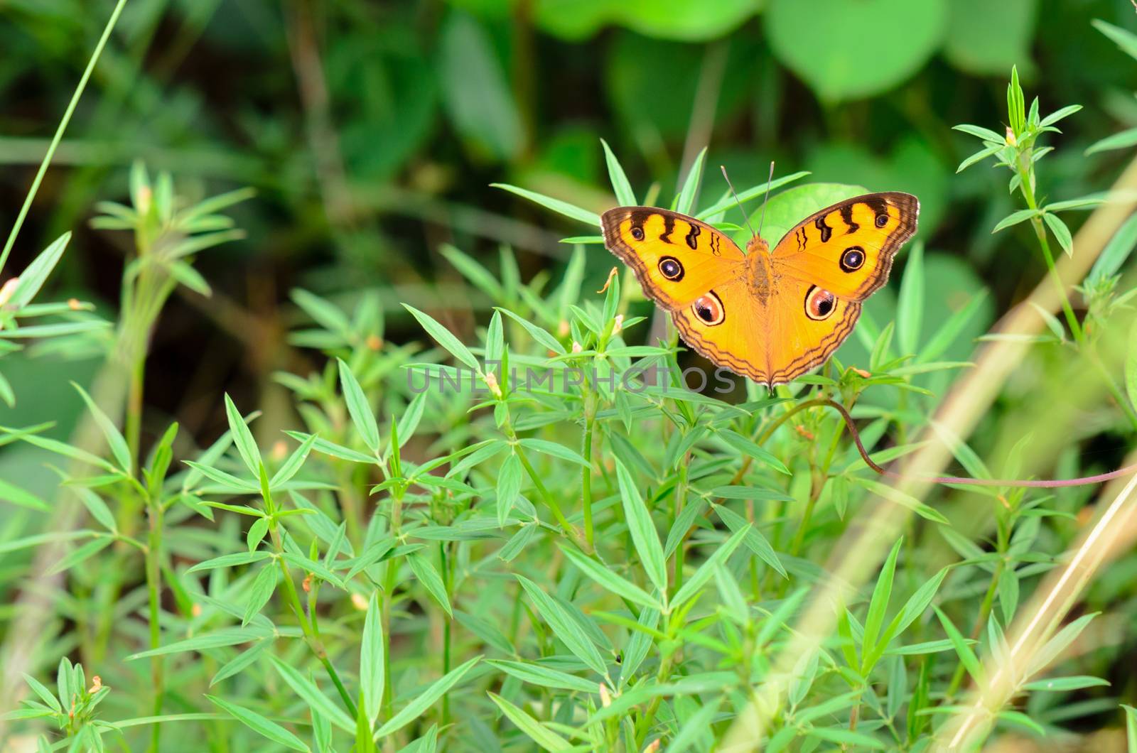 Peacock pansy butterfly (Junonia almana) on top of a bush
