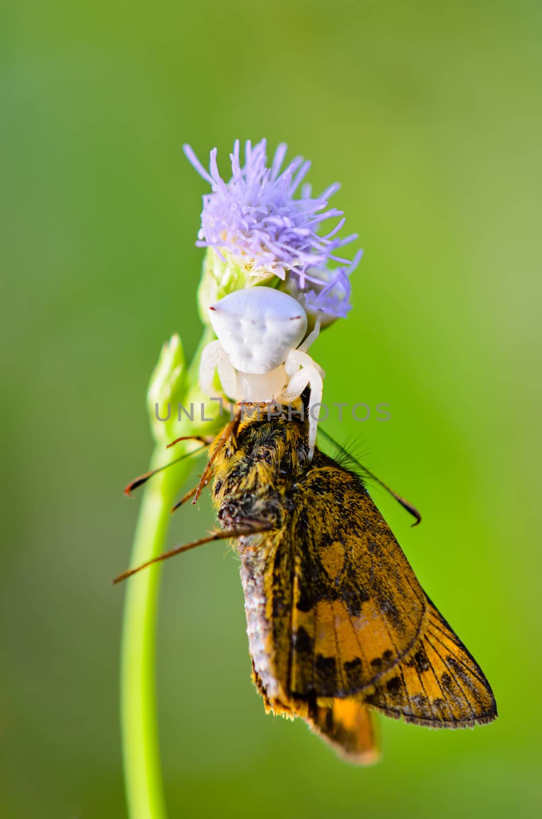 Close up white Crab Spider with captured butterfly on flower of the grass