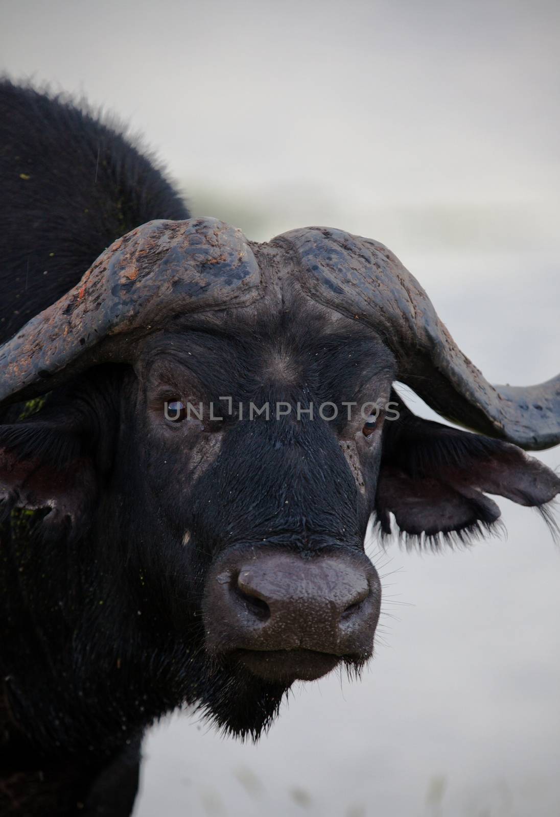 buffalo of tanzania national park by moizhusein