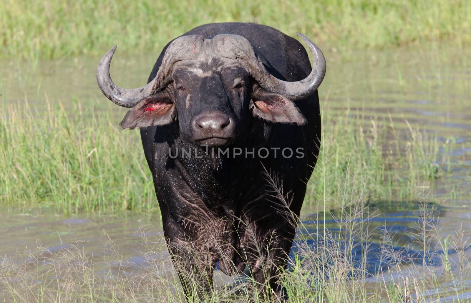 A big big buffalo of the Tanzania's national park
