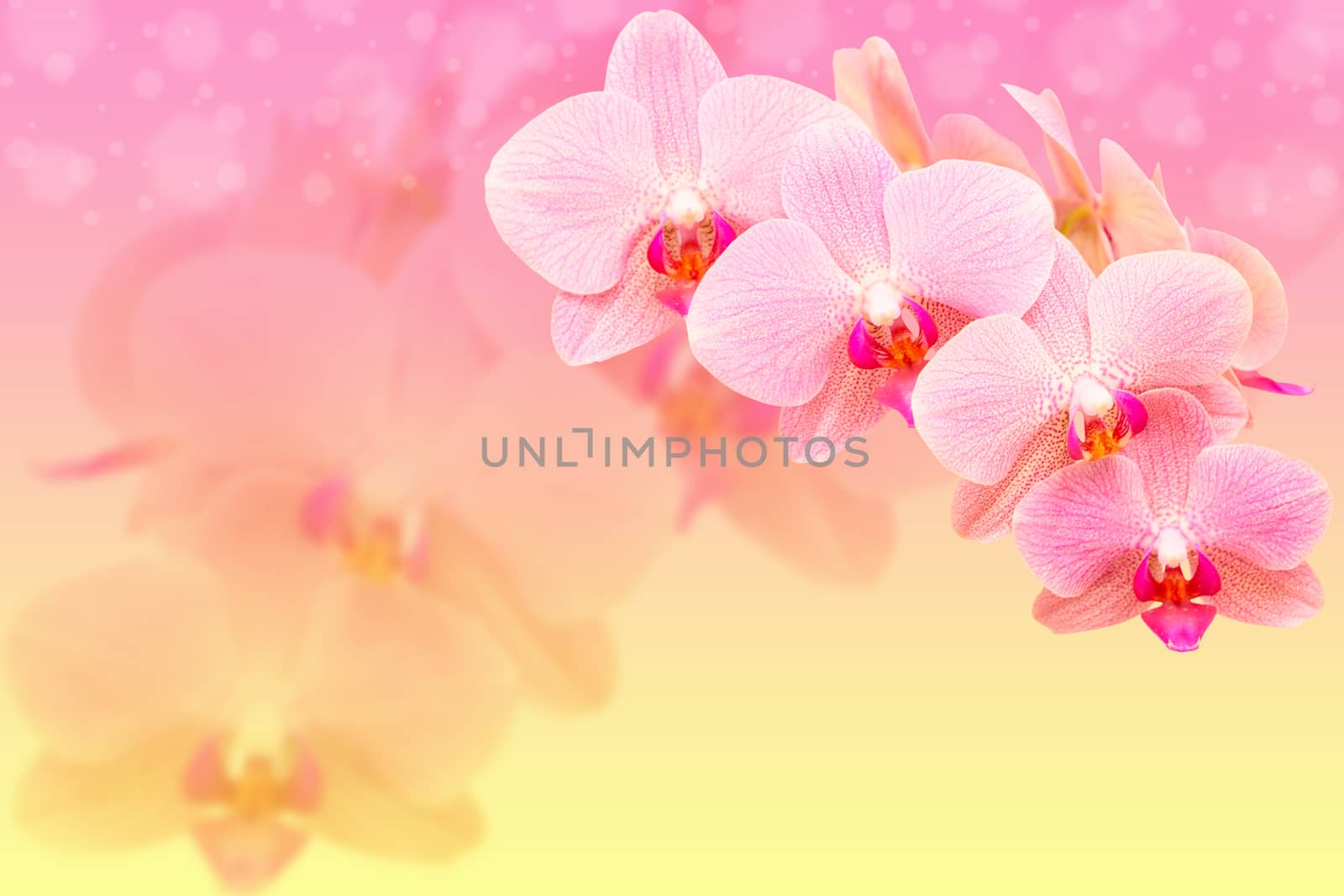 Romantic pink spotted orchid flowers on blurred bokeh background with copy-space