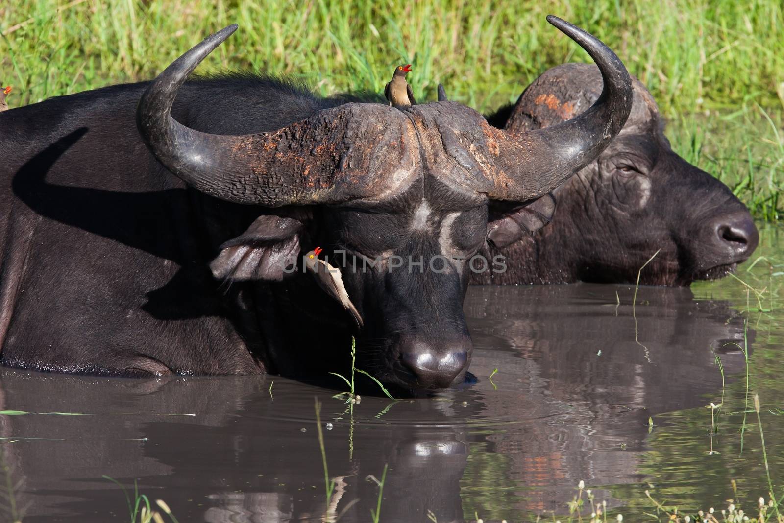 buffalo of tanzania national park by moizhusein
