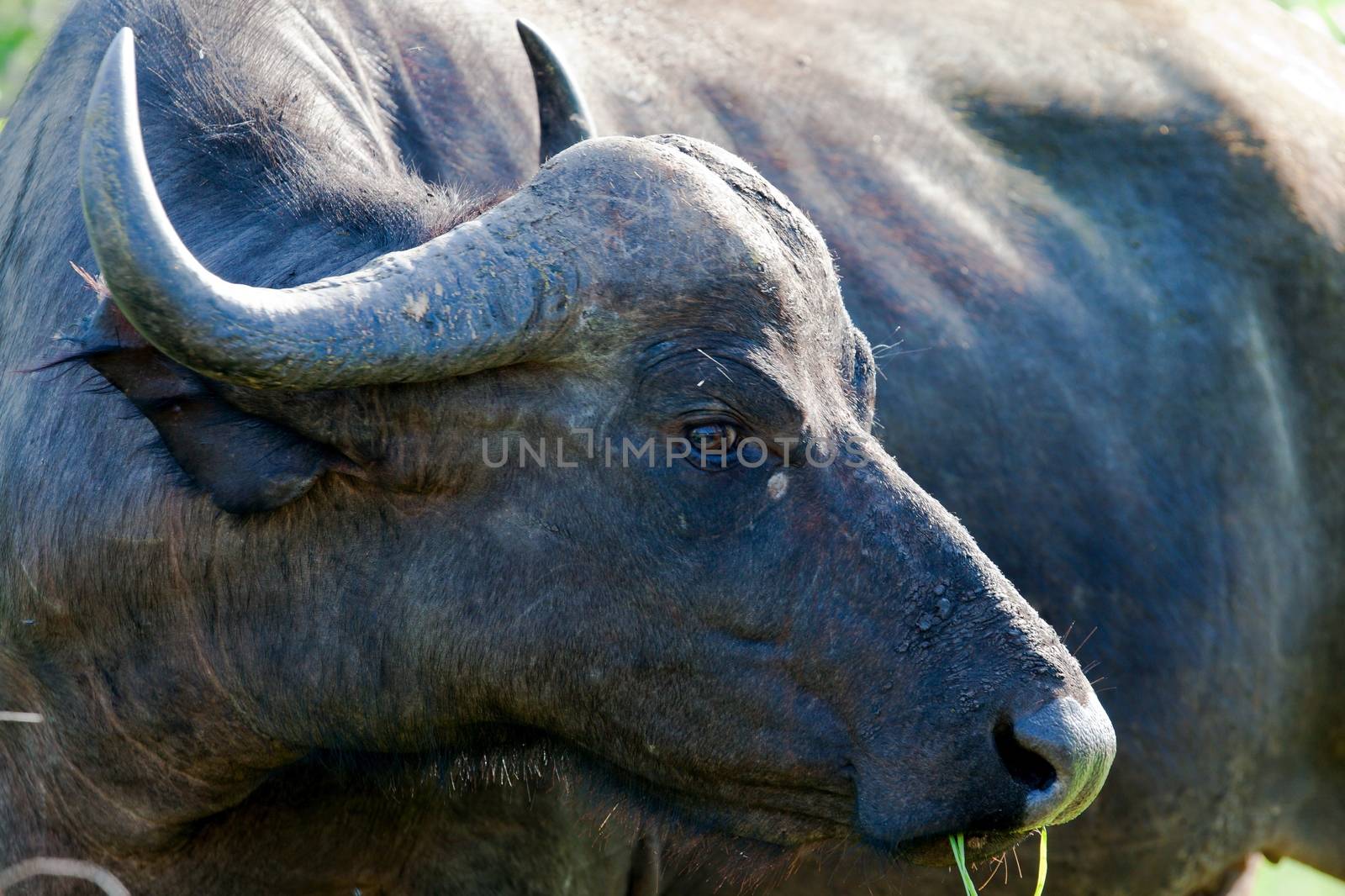 A big big buffalo of the Tanzania's national park