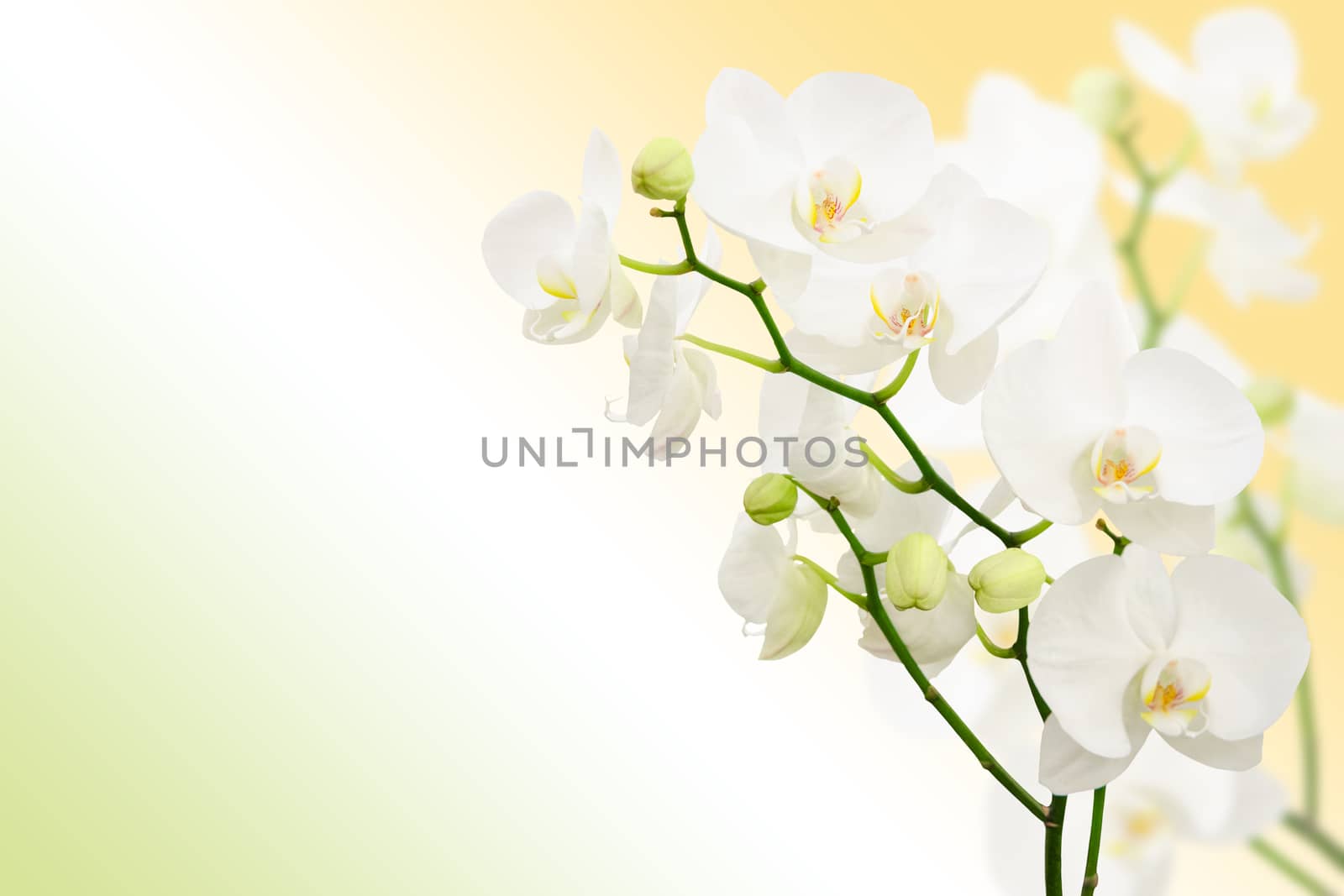 Morning spring background with branches of white orchid flowers and free place for text