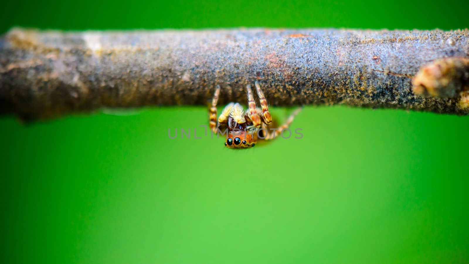 Jumping spider front, Small spider hiding under the large branches