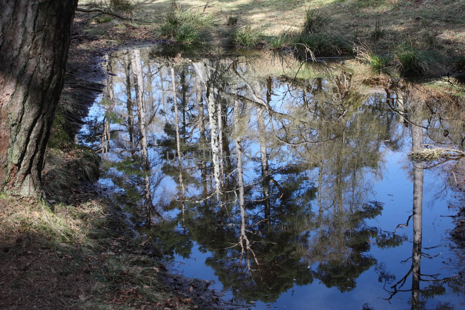 reflection of trees in a woodland lake by chrisga