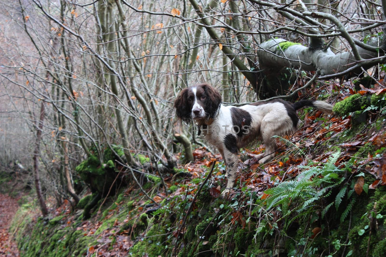 working type liver and white english springer spaniel pet gundog