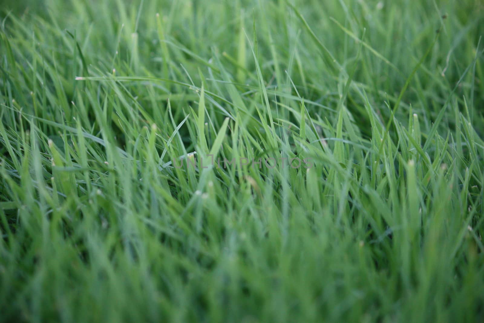 close up of green grass in a field