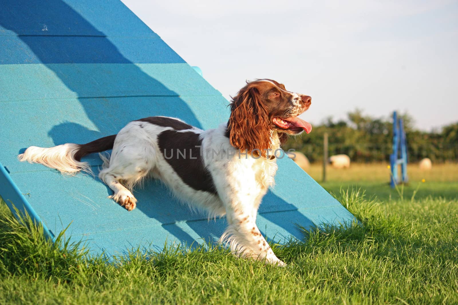 a cute liver and white working type english springer spaniel pet by chrisga