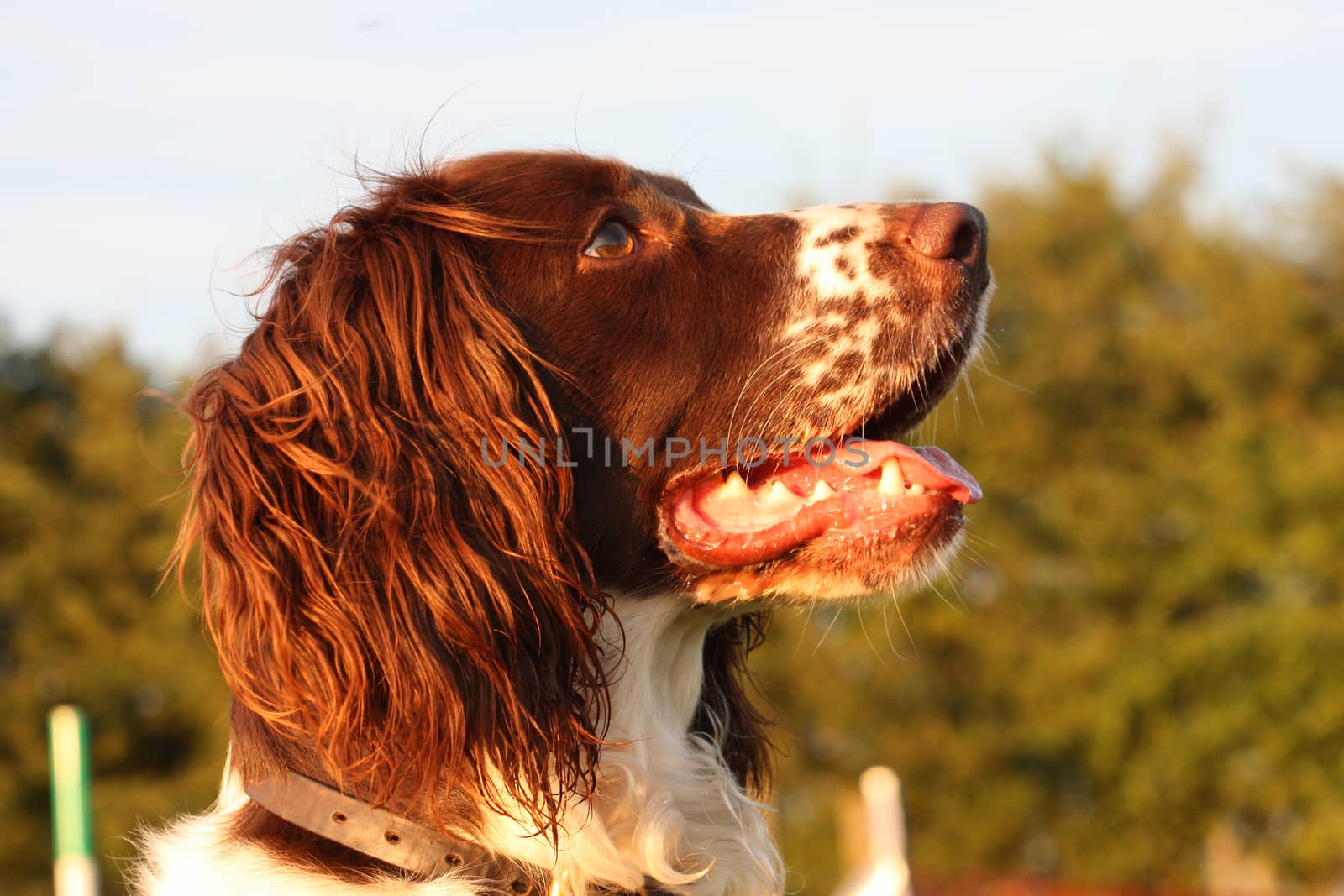 a very cute liver and white working type english springer spaniel pet gundog